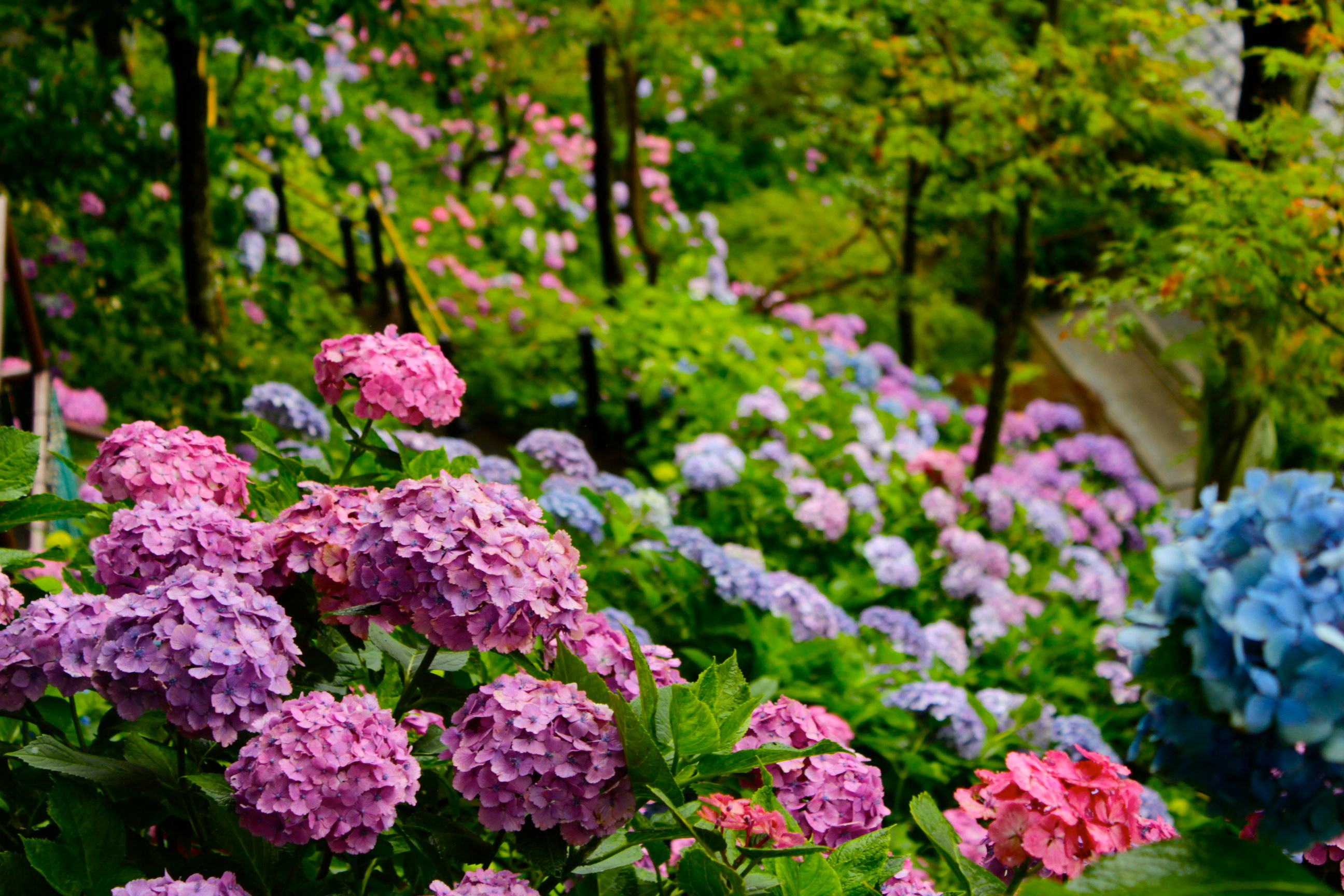 雨に濡れた紫陽花